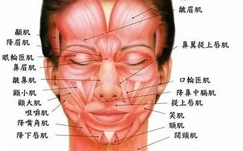 面部组织结构肌 