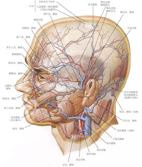 动脉的主要分支(面动脉,上颌动脉和颞浅动脉等)从外向内走形至中轴线